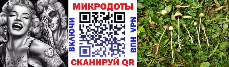 Галлюциногенные грибы Cubensis  Купить где  Новокубанск 